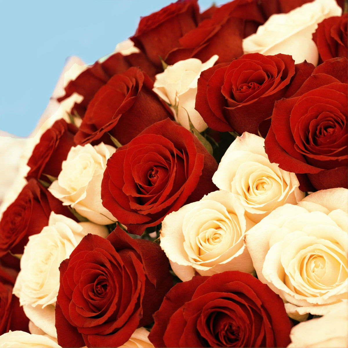 Bouquet of 30 White and Red roses #4