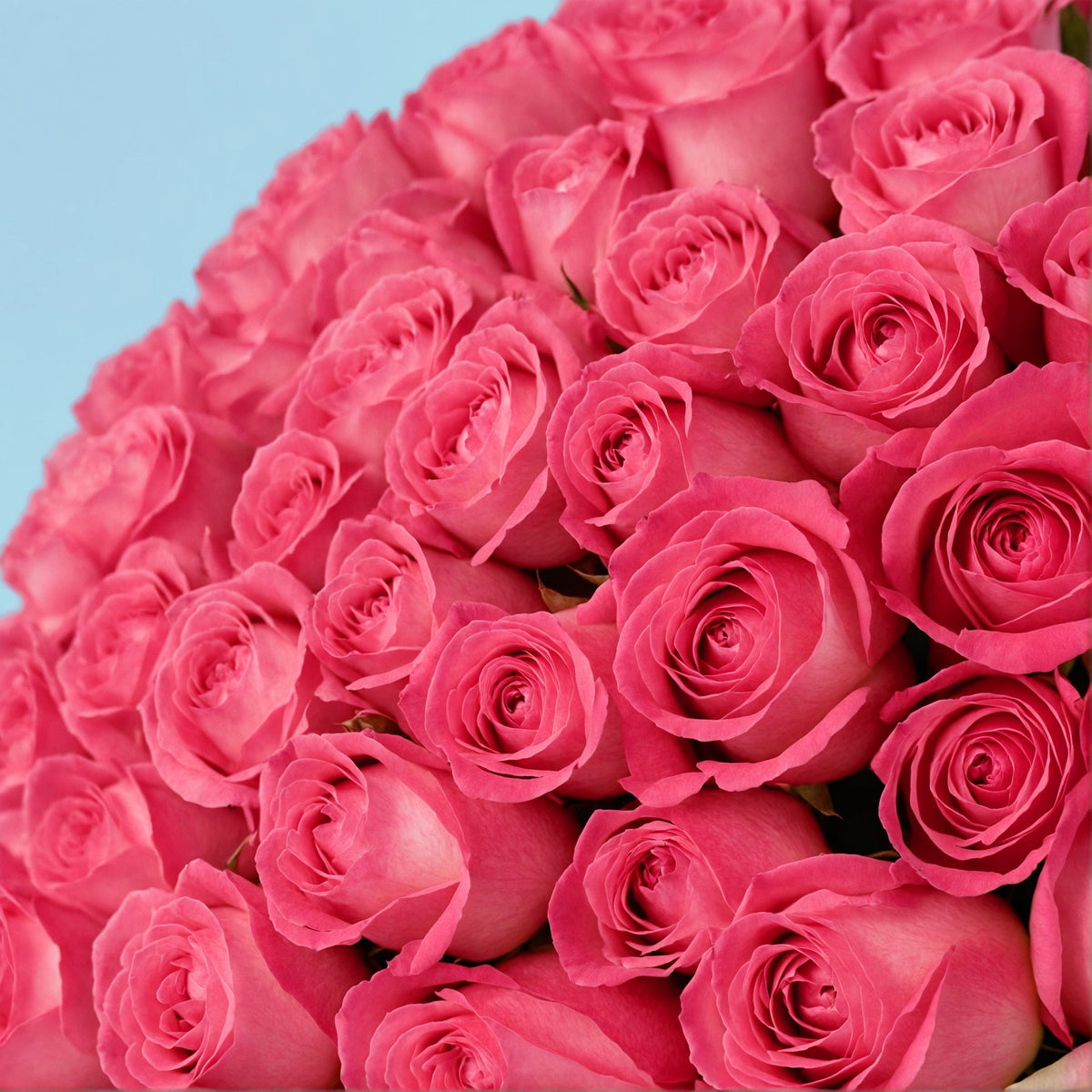 100 Pink Roses from Kenya #4