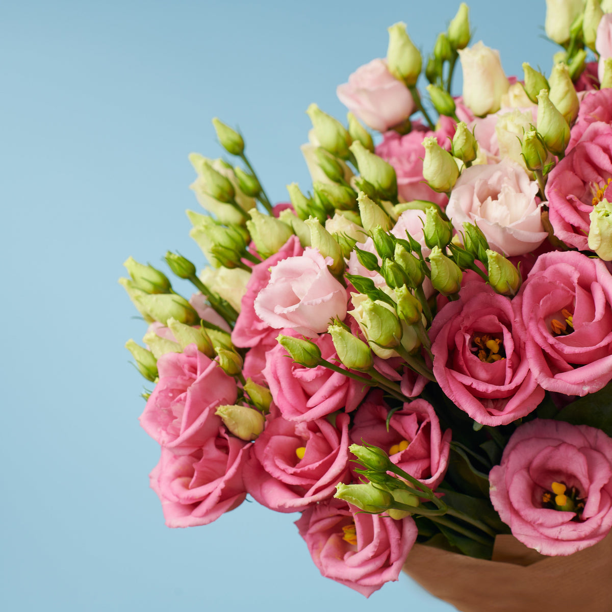 5 Pink Lisianthus #2