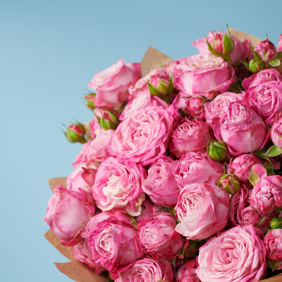 10 Peony Pink Roses #2