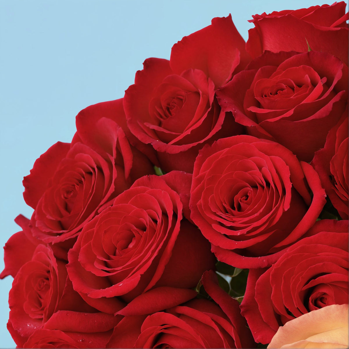 20 Red Roses from Kenya #4