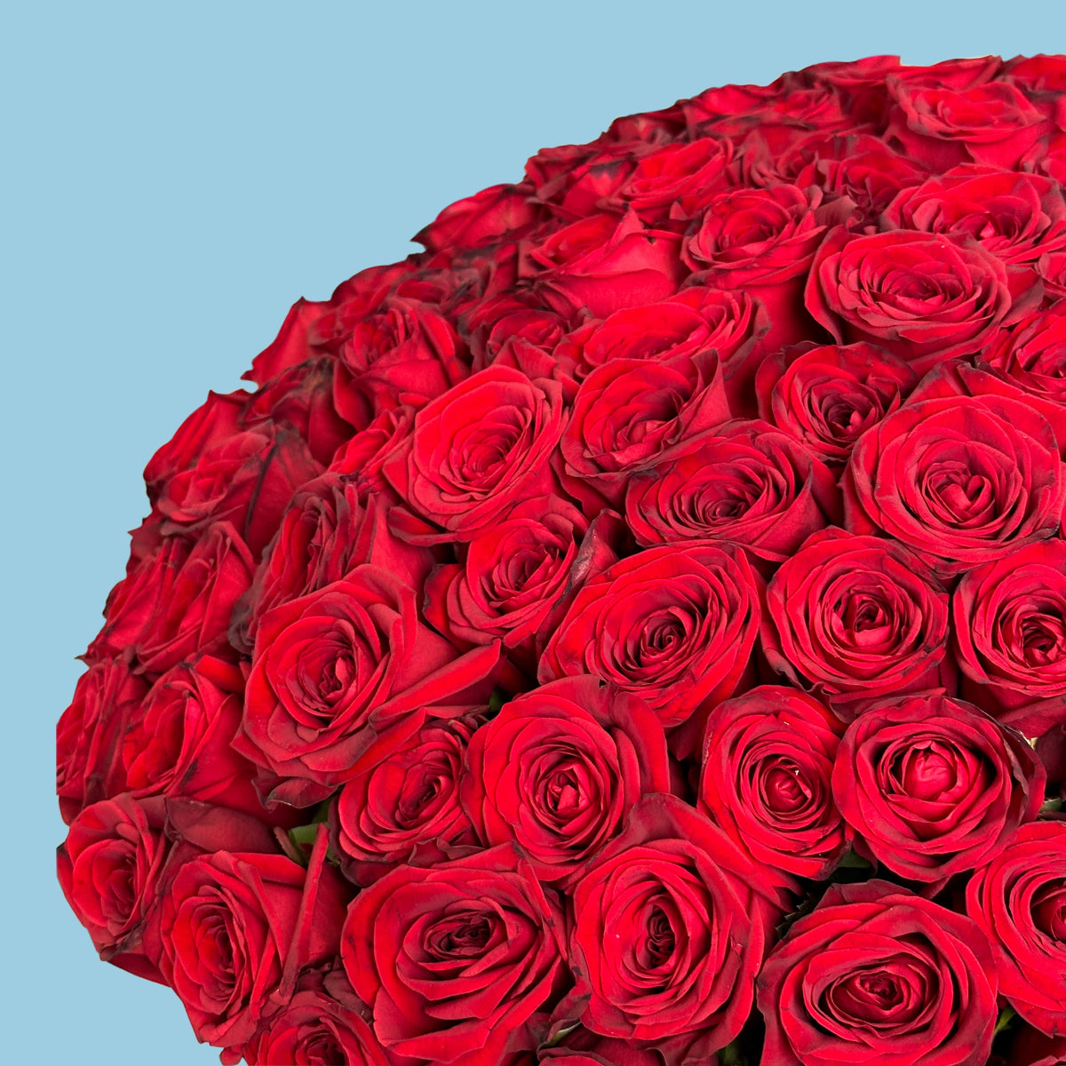 150 Red Roses #3