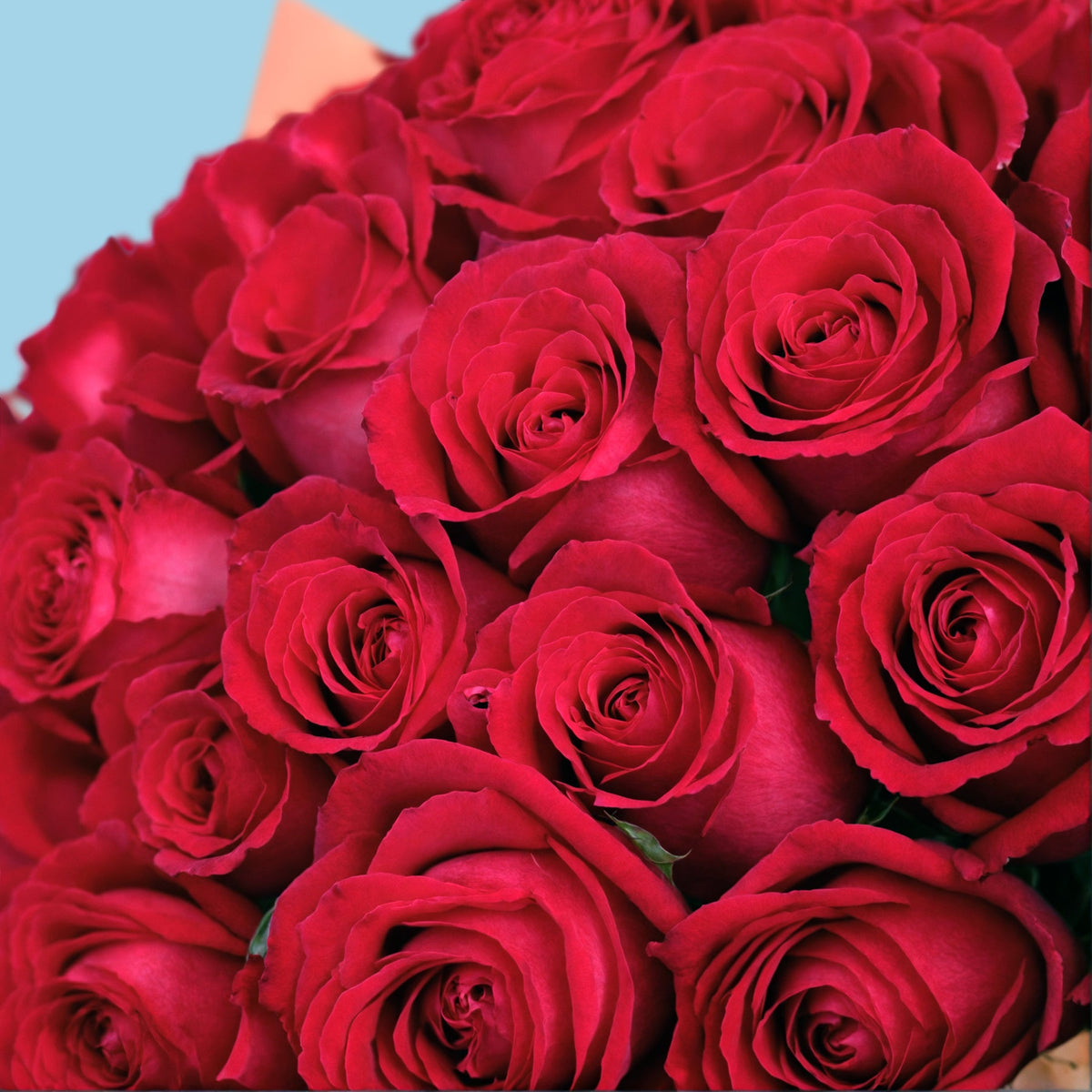 Bouquet of 50 Hot Pink roses #8
