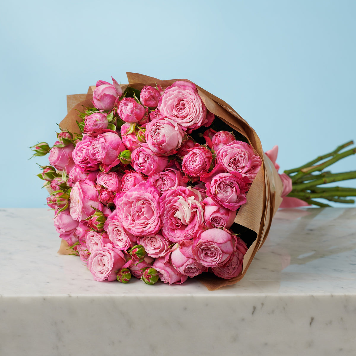 10 Peony Pink Roses #3