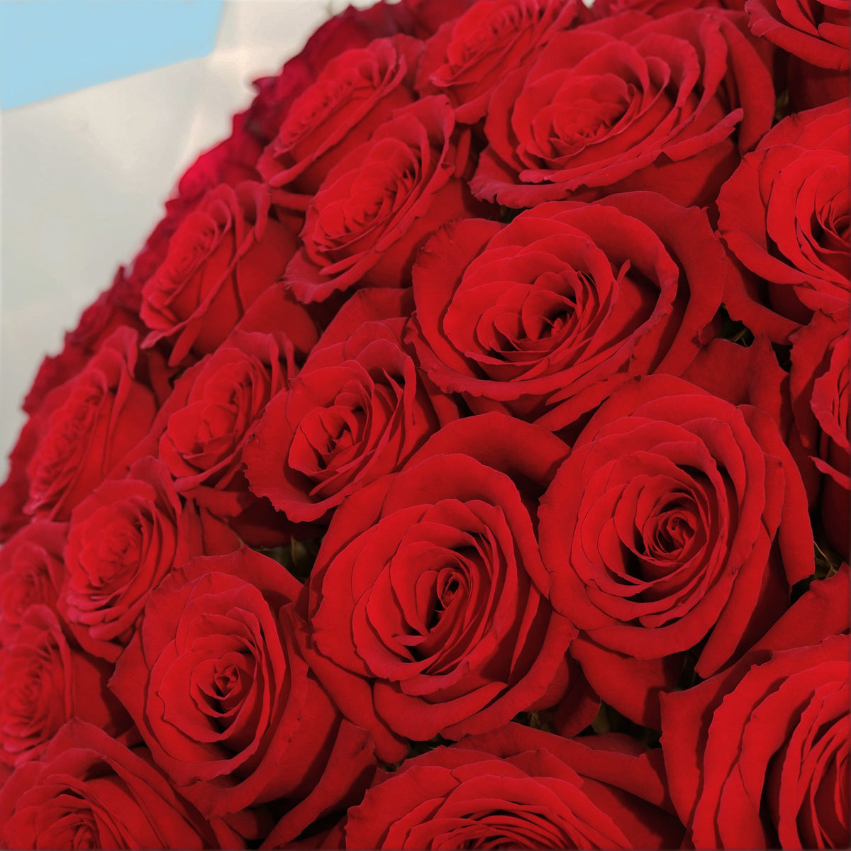 Bouquet of 20 Red roses #8