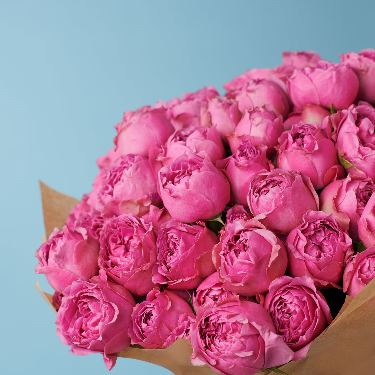 20 Peony Pink Roses #3