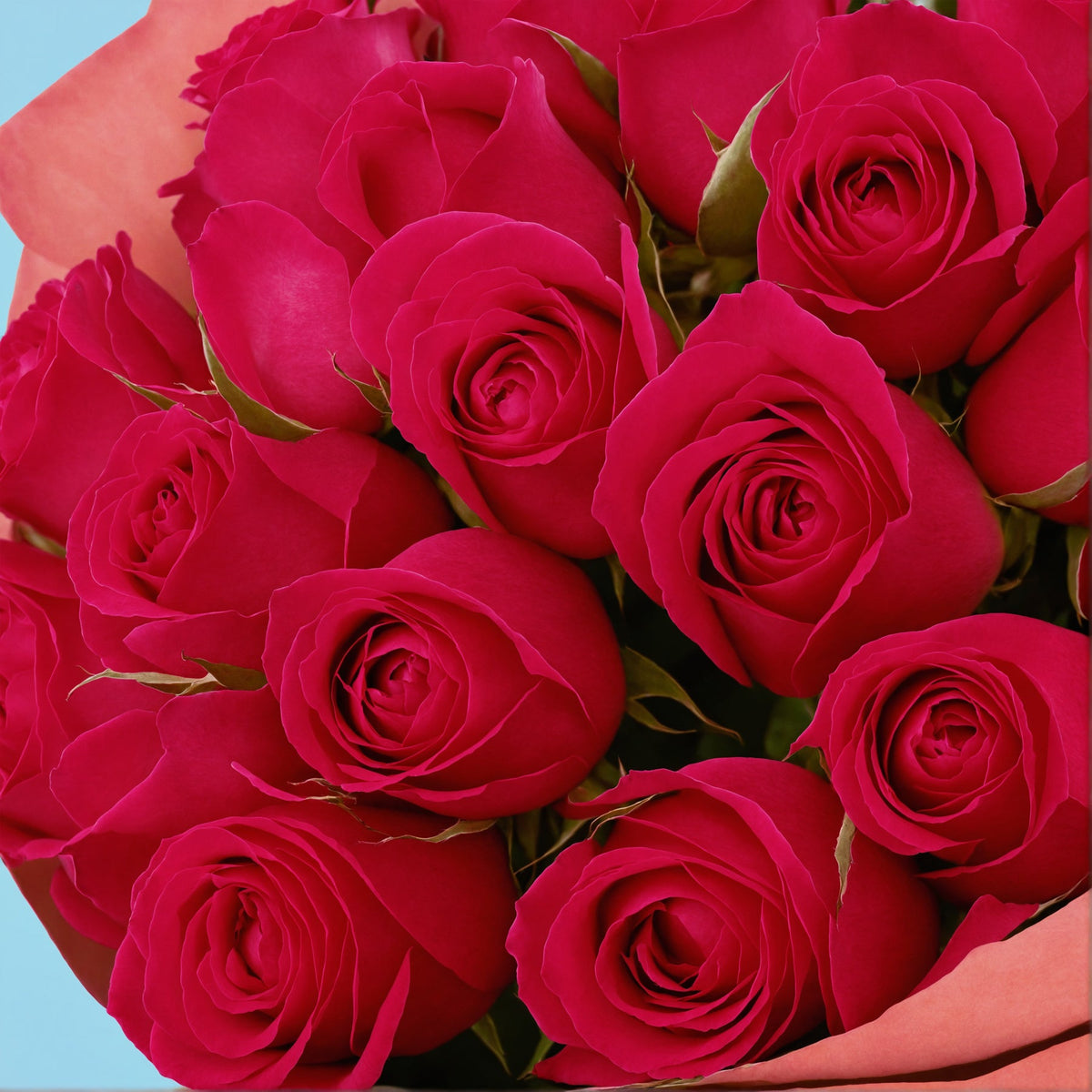 20 Hot Pink Roses from Kenya #4