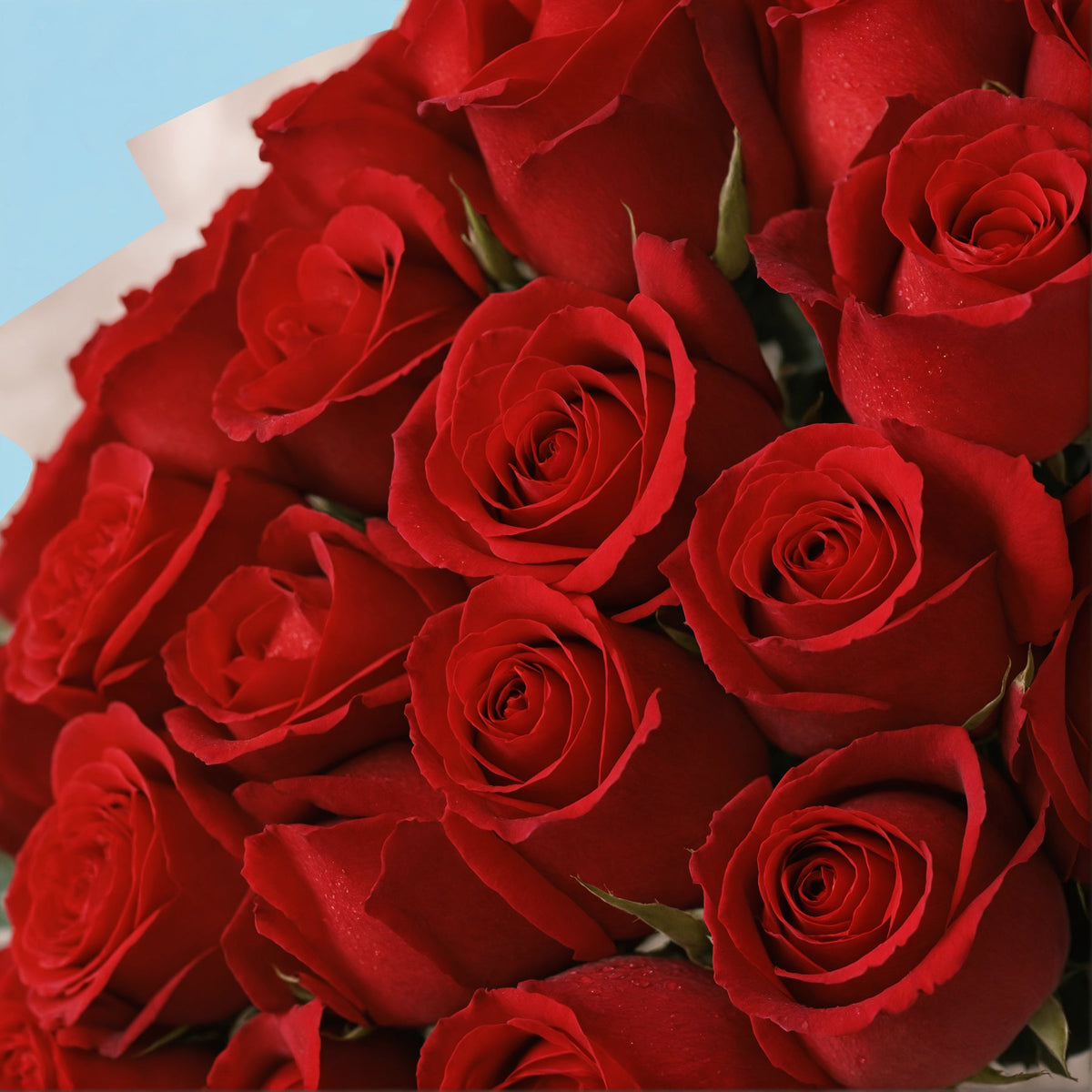 35 Red Roses from Kenya #4