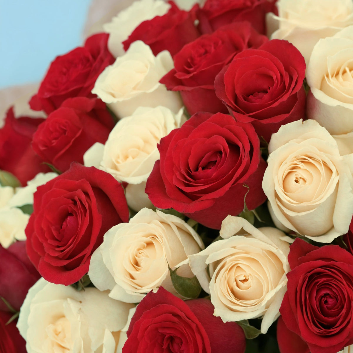 50 Premium White and Red Roses #4