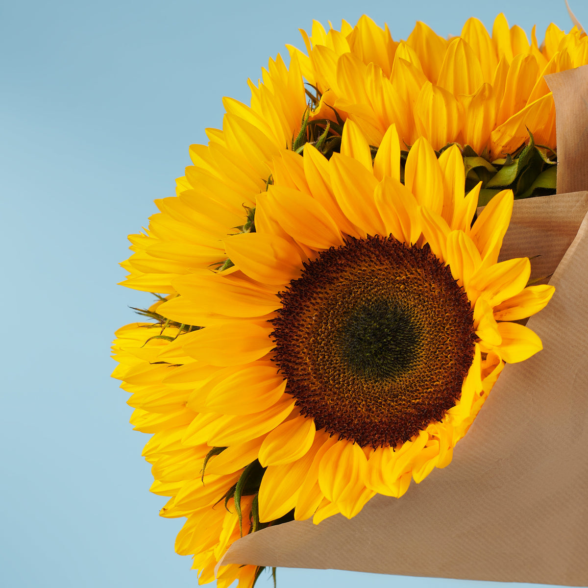 5 Sunflowers #2