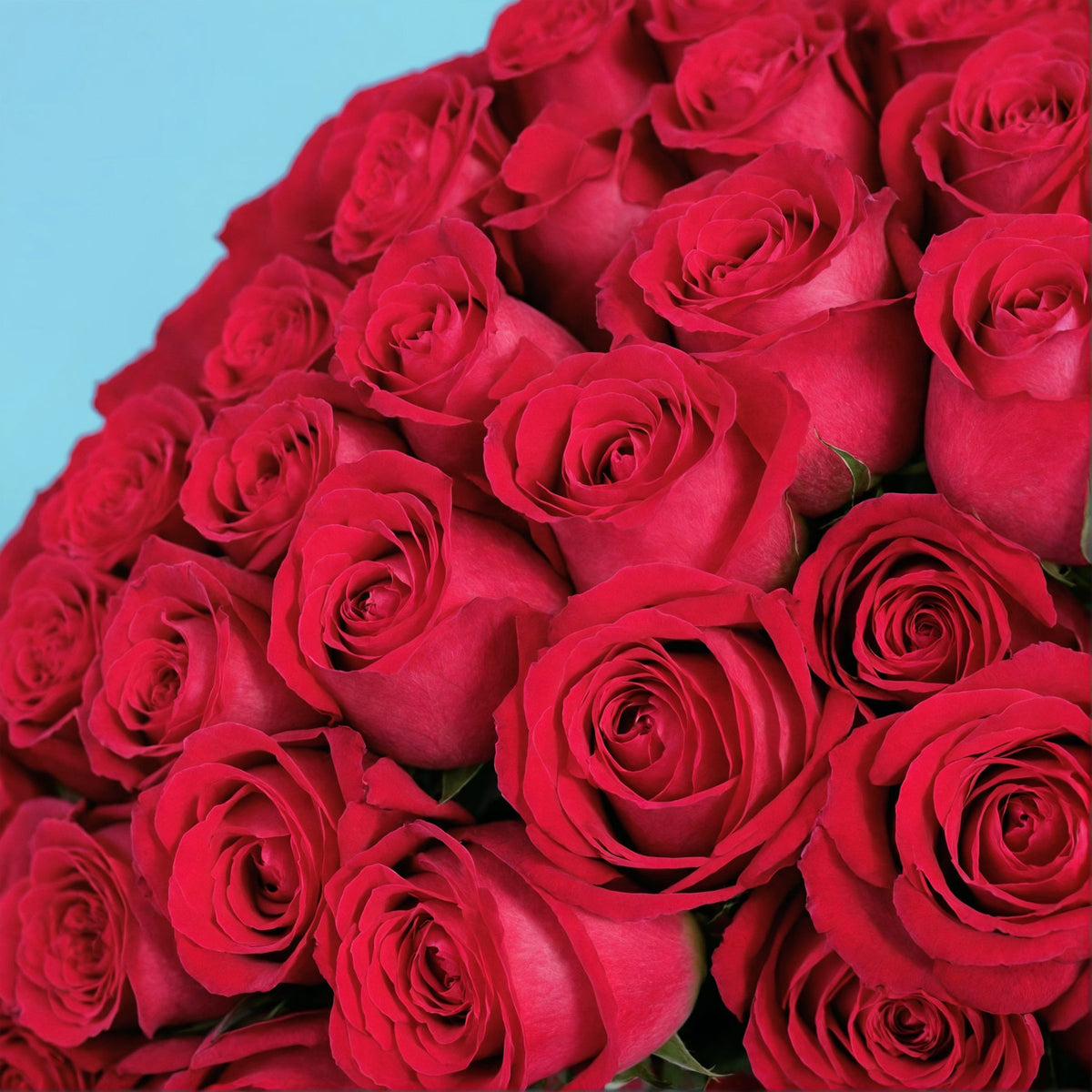 Bouquet of 100 Hot Pink roses #8