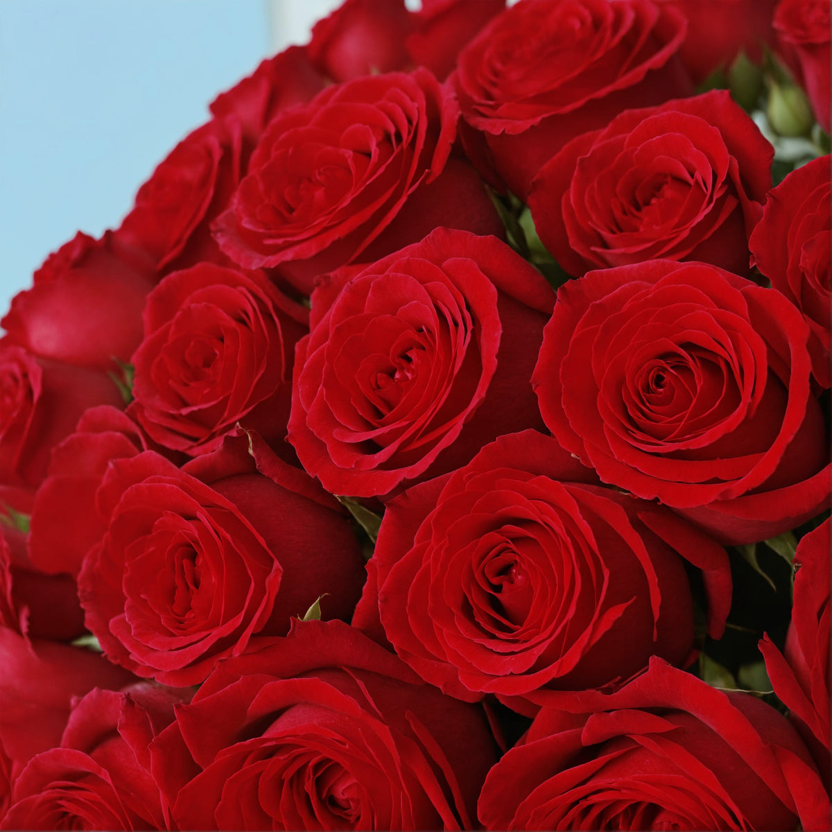 50 Red Roses from Kenya #4