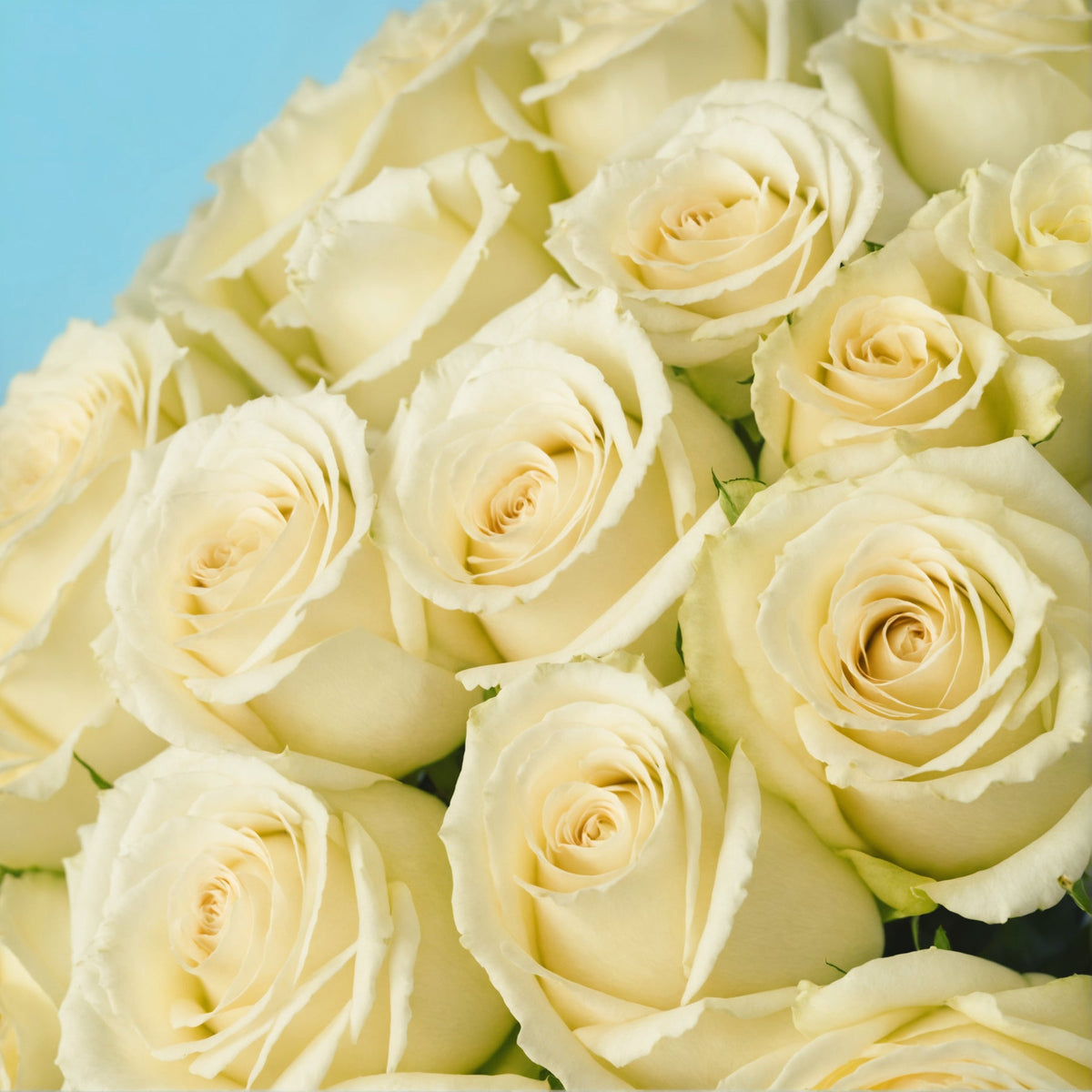 50 Premium White Roses #4