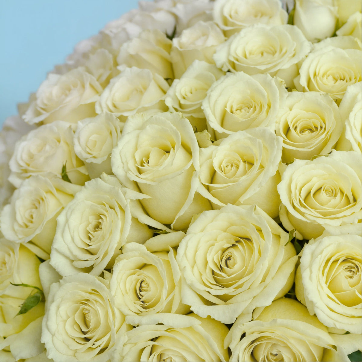 Bouquet of 100 White roses #8