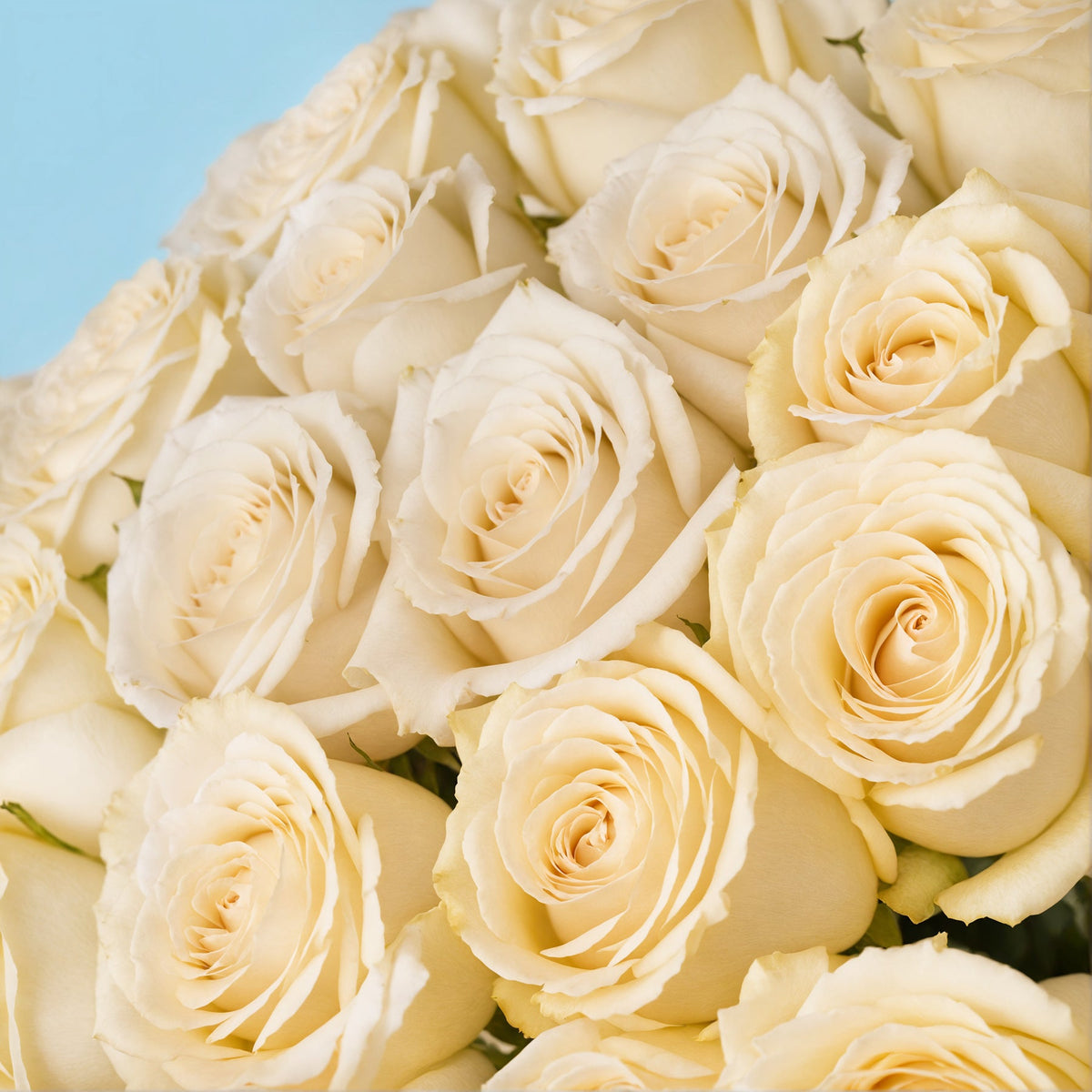 Bouquet of 30 White roses #8