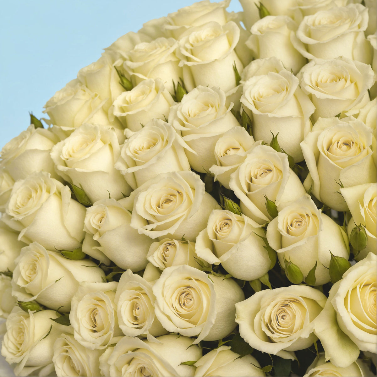Bouquet of 100 White roses #4