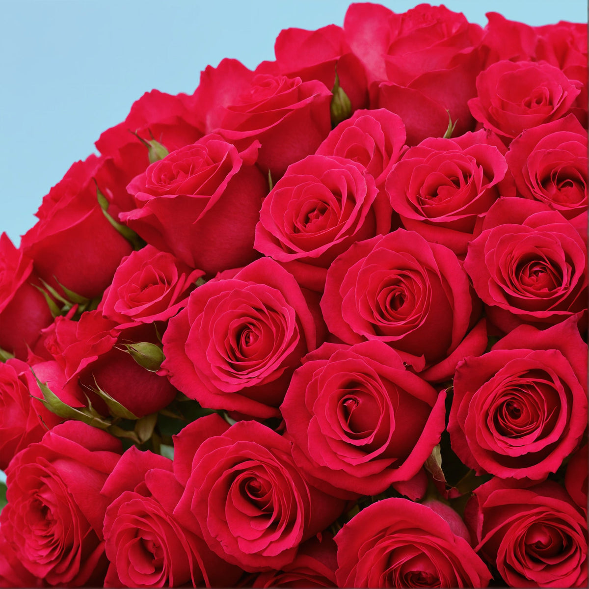 Bouquet of 100 Hot Pink roses #4