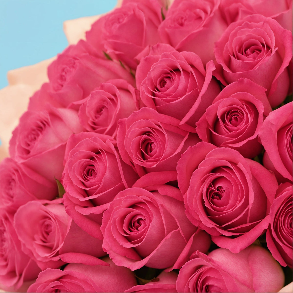 35 Pink Roses from Kenya #4